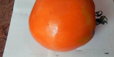 Olesya paradajz: recenzije, fotografije, produktivnost, karakteristike